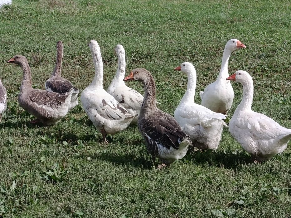 Sprzedam gąski widoczne na zdjęciu