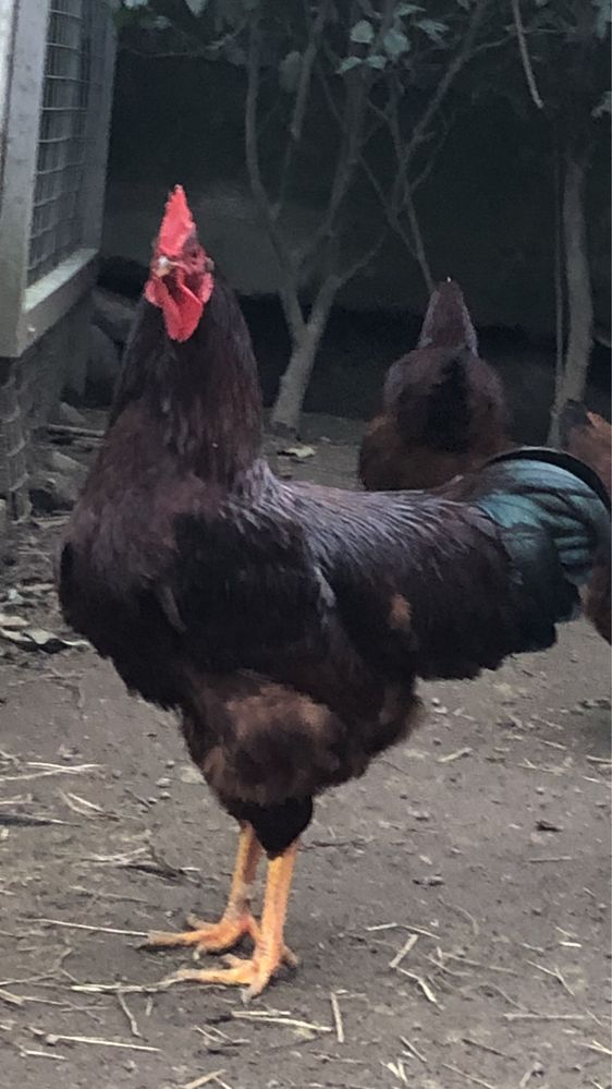 Ovos - Rhode island red e sussex ligth.