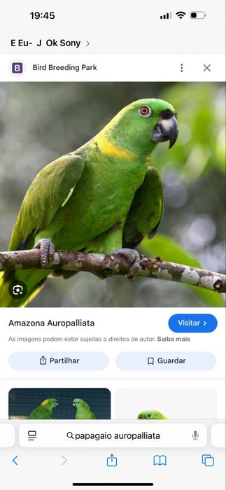 Vendo papagaio auropaliata muito falador e meigo