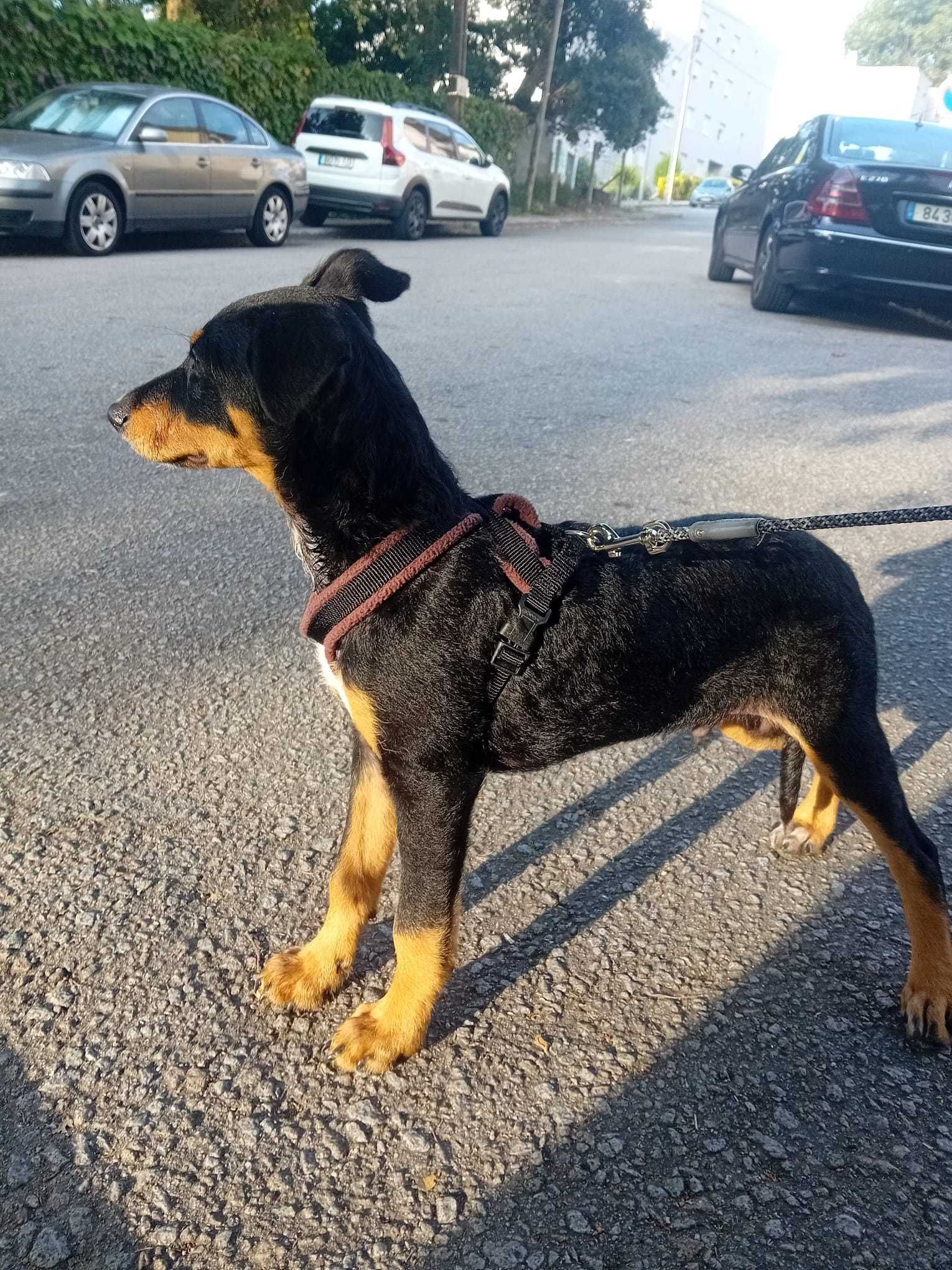 Cachorrinho 4 meses para adopção