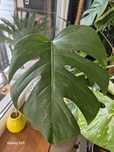 Pędówka nr. 3 Monstera Variegata