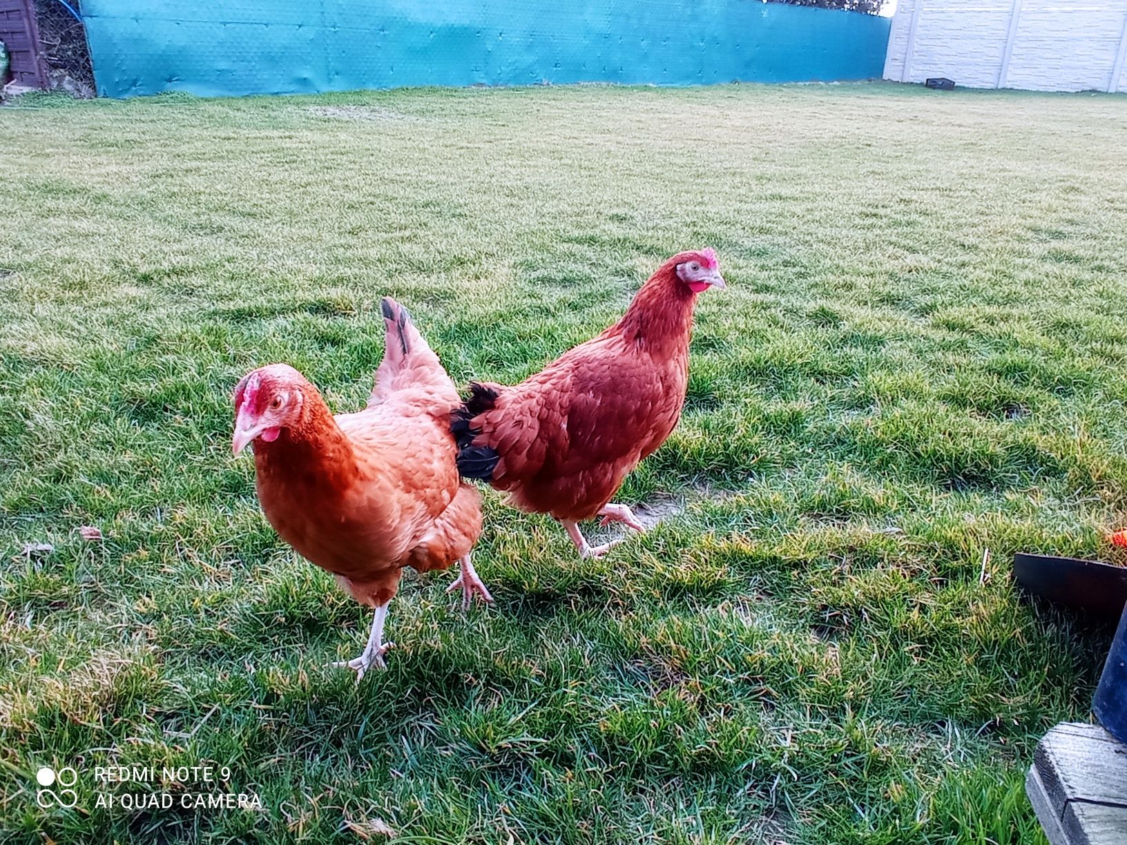 Kury Rossa leghorn zielononóżki kokoszki młode nioski na jajko-Wysylam
