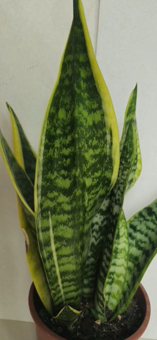 Planta Espada de São Jorge Vaso 13 cm