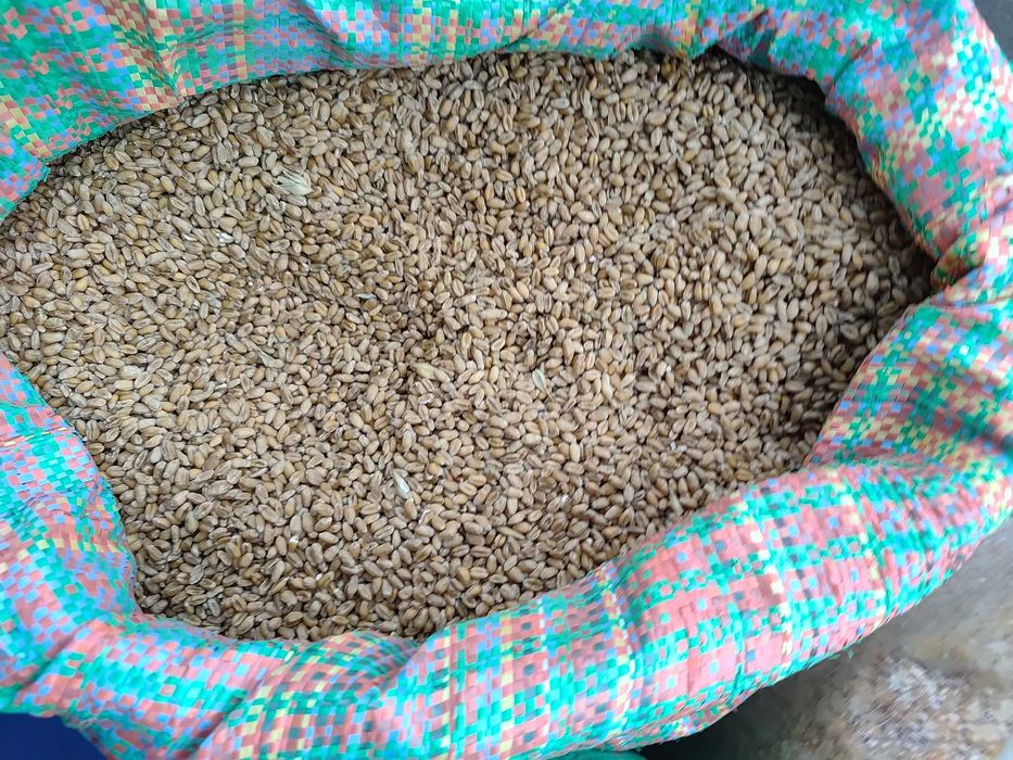 Pszenica bilanz kukurydza workowana po 25kg