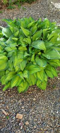 Funkia hosta kolekcja ogrodowa