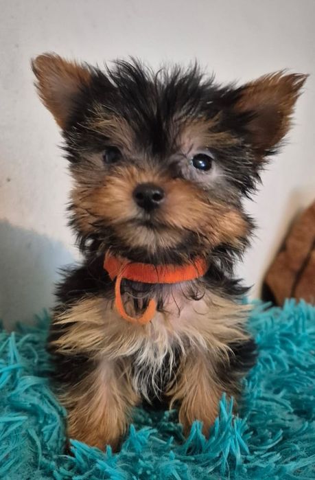 Yorkshire stalowo złota mini