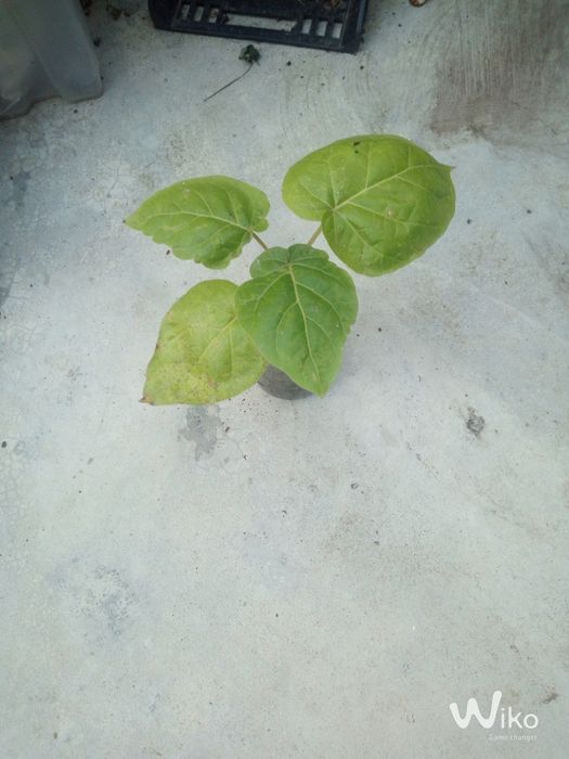 Plantas desde 2,50 até 10 conforme o tamanho