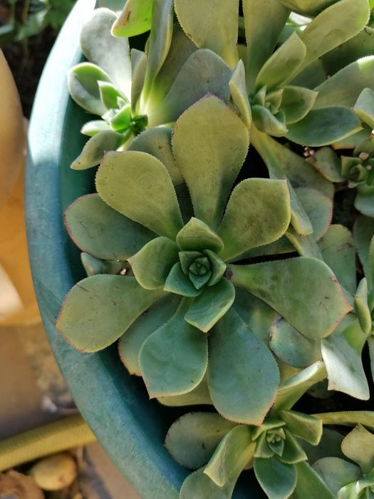 Suculentas em vasos individuais