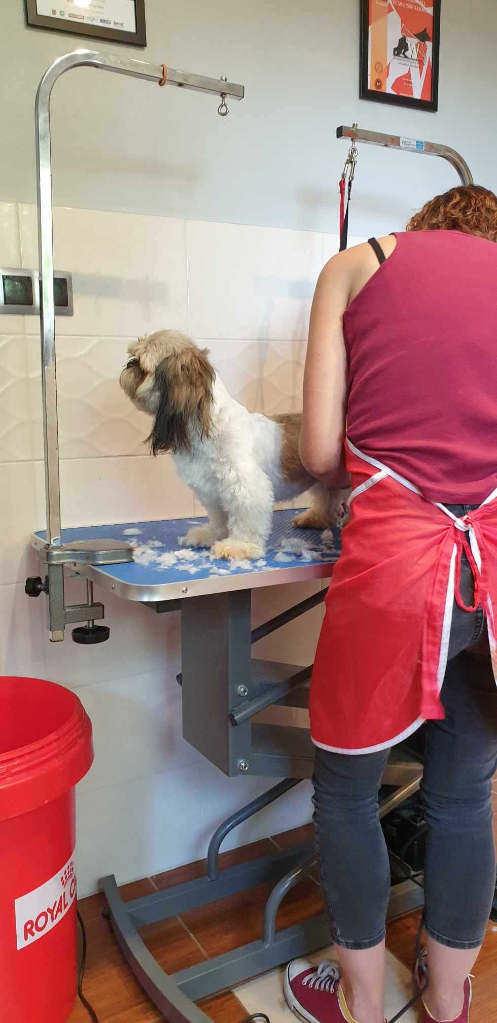 KURSY Groomerskie STRZYŻENIA PSÓW grooming Promocja 6 dni-3200 zł