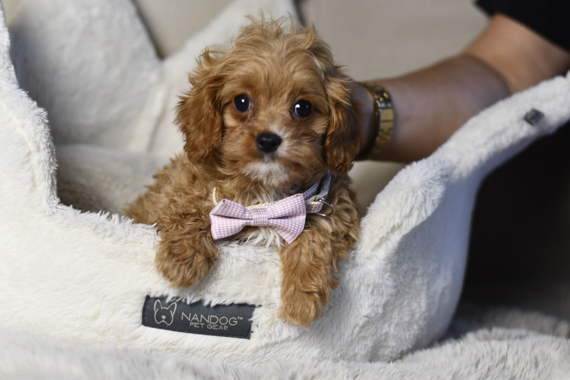 Cavapoo F1 RED BROWN wyjątkowa dziewczynka gotowa do odbioru