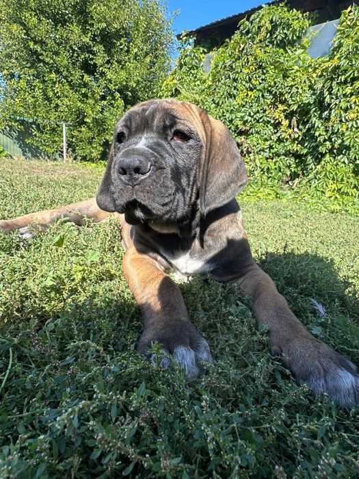 Цуценята cane corso