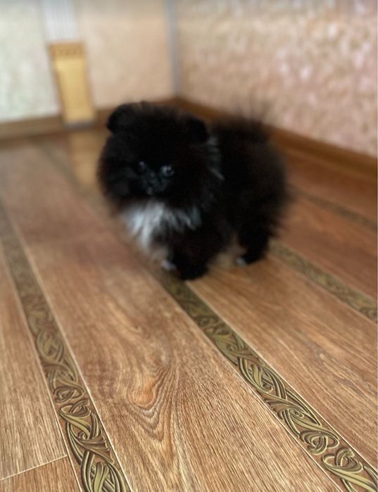 Мини мальчик шпиц