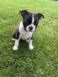 Boston Terrier suczka FCI gotowa do zmiany domu