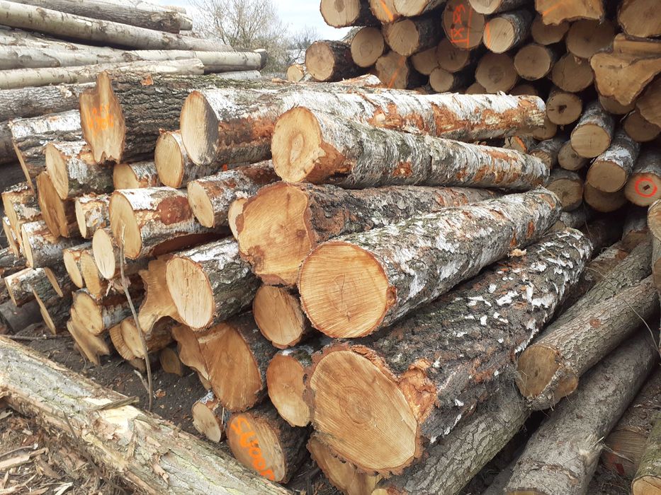 Drewno opalowe BUK Brzoza Grab Jesion Akacja.