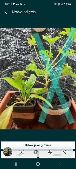 Sadzonki roślin po 5 zł