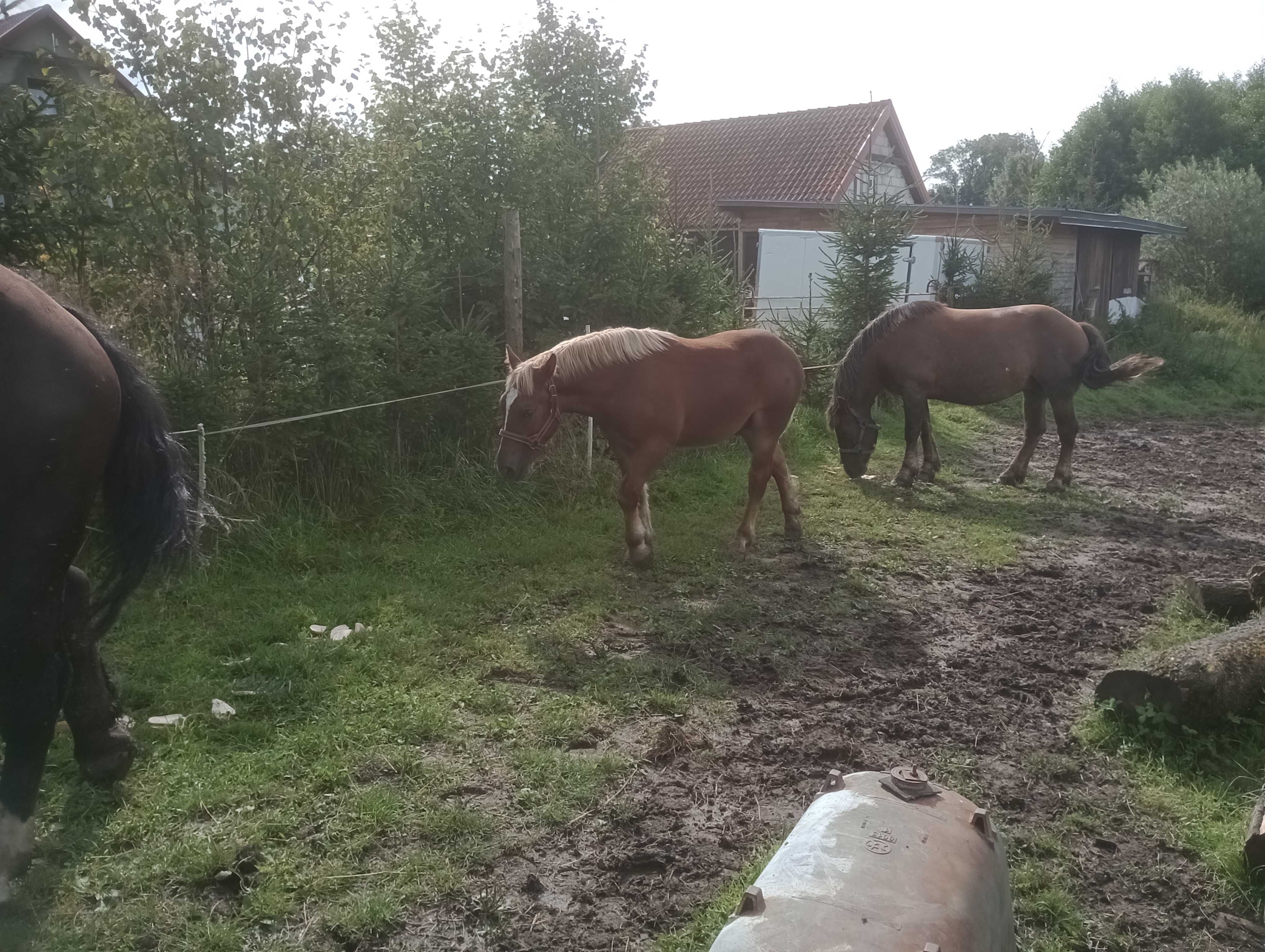 Ogierek PKZ odsadek
