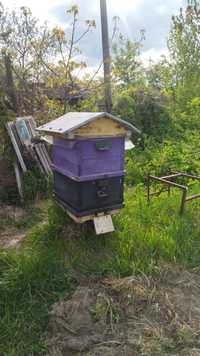 Продам пчелосемьи 6 уликов.