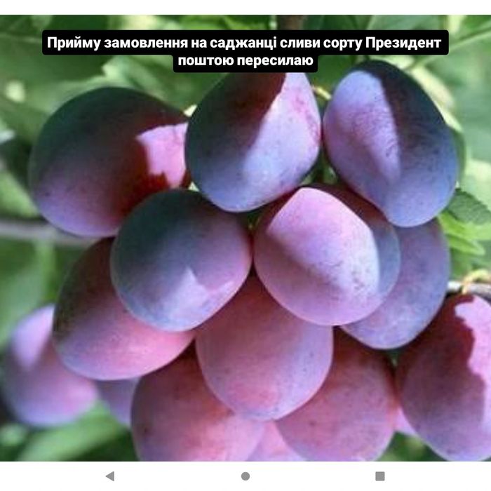 Продам саджанці дерев різних плодових культур сучасних сортів