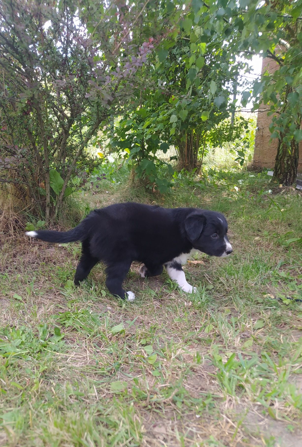 Border Collie - Czarno biały