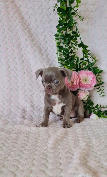 Excecional bonequinha lilac Chihuahua/Chiuaua. LinhagemRussa