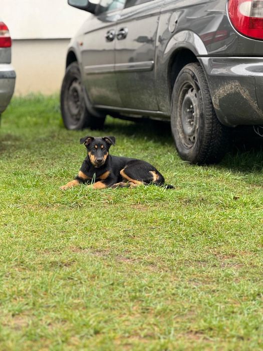 6 miesięczna sunia w typie doberbana
