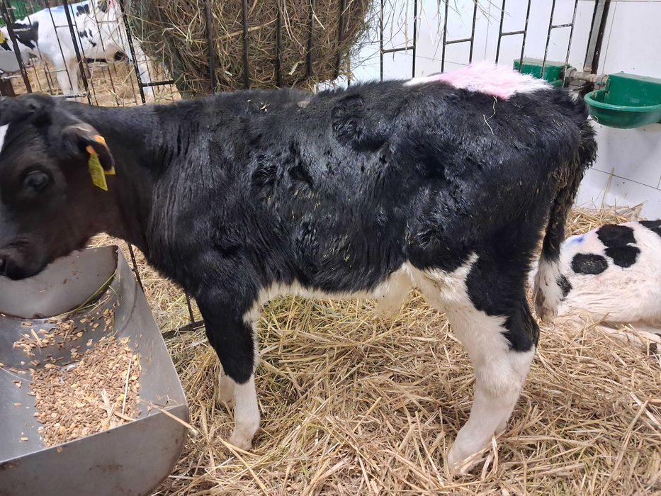 cielaki cielęta byczki  polskie