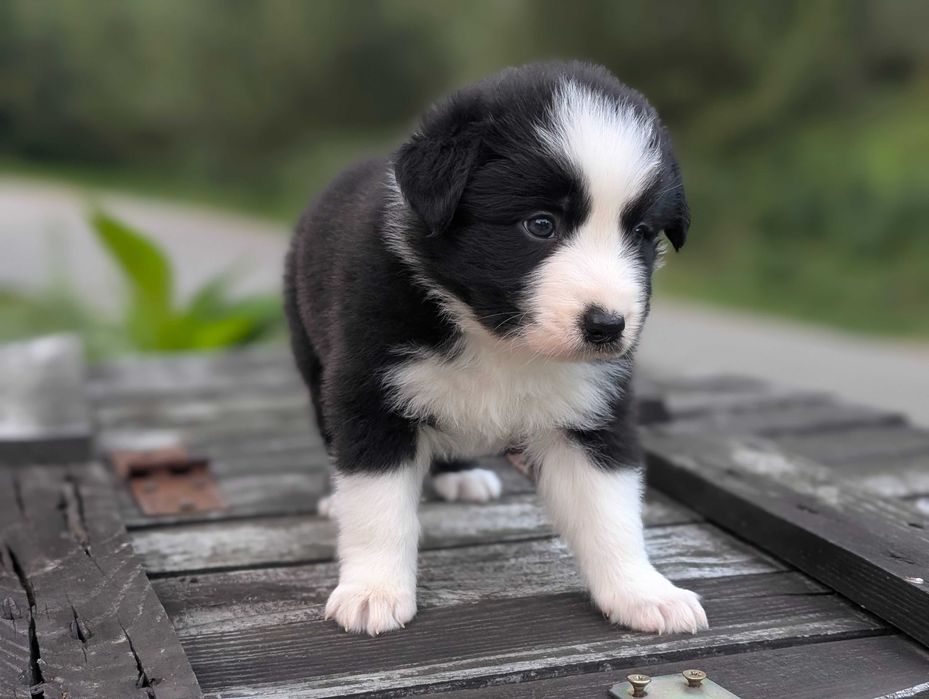Border Collie sunia suczka dziewczyna przebadani rodzice do odbioru