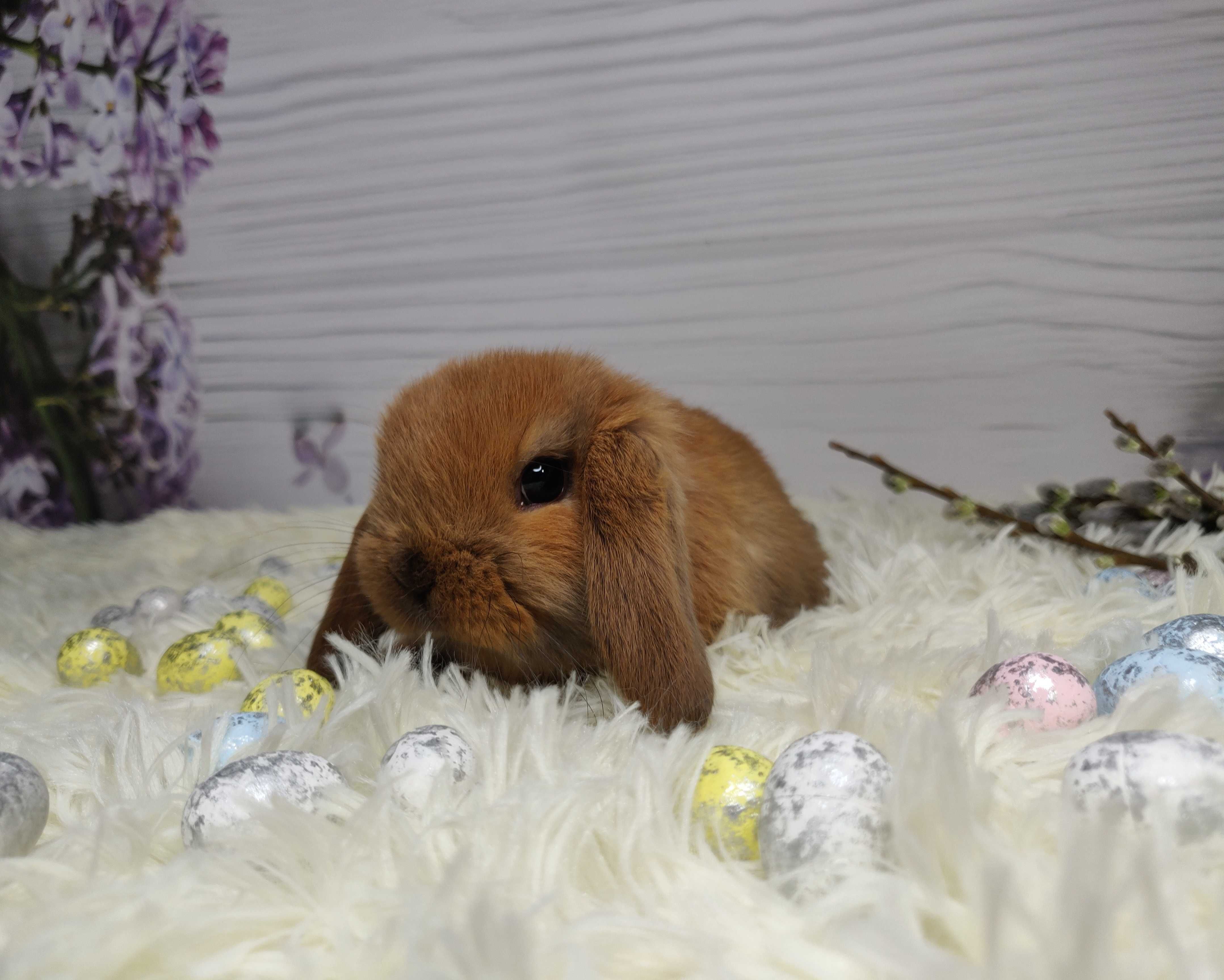 Królik, Króliczki Mini Lop. Króliki miniaturowe.