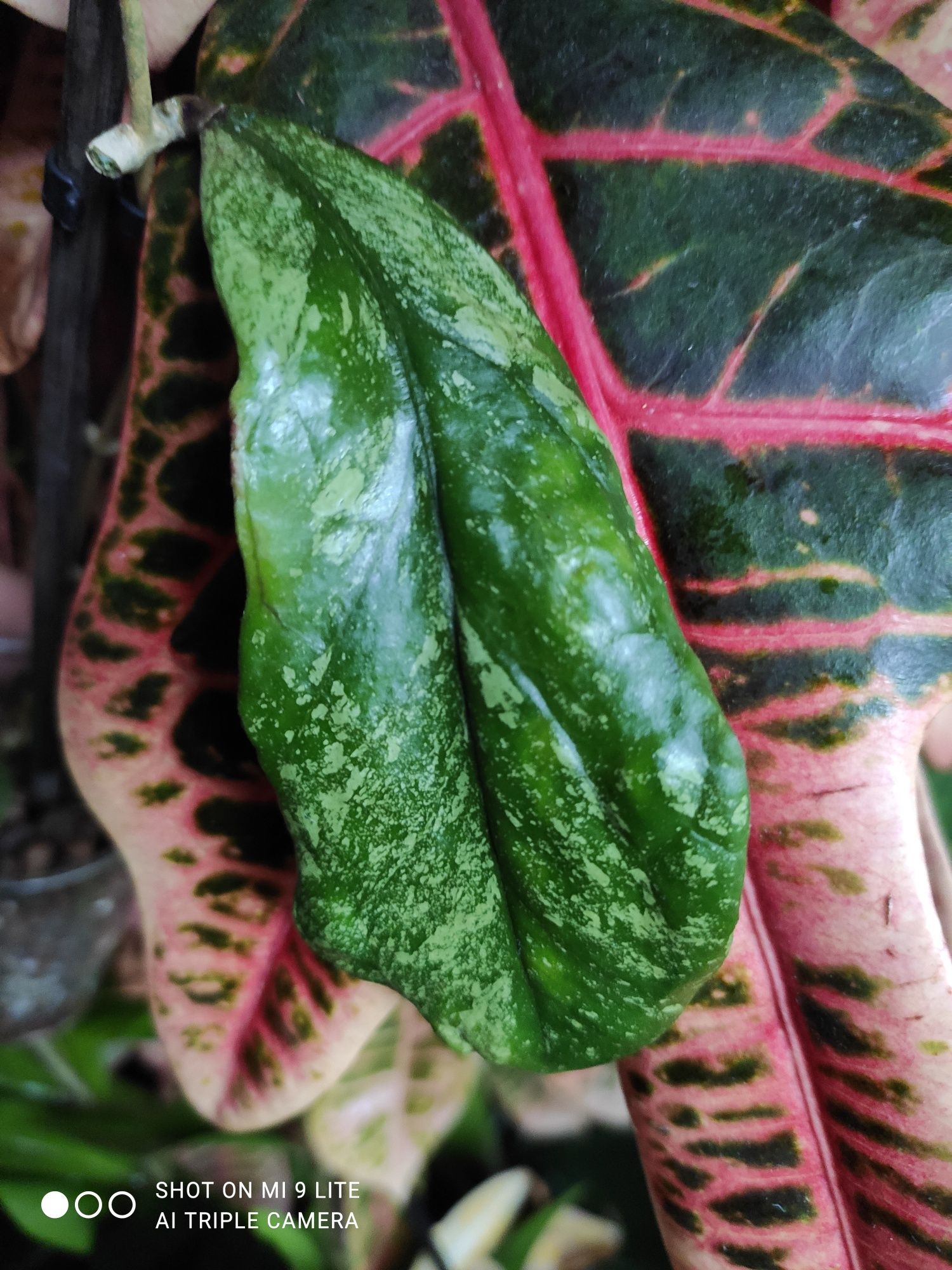 Hoya sp SLM04 silver splash