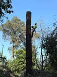 Poda/abate de árvores Escalada Arborista