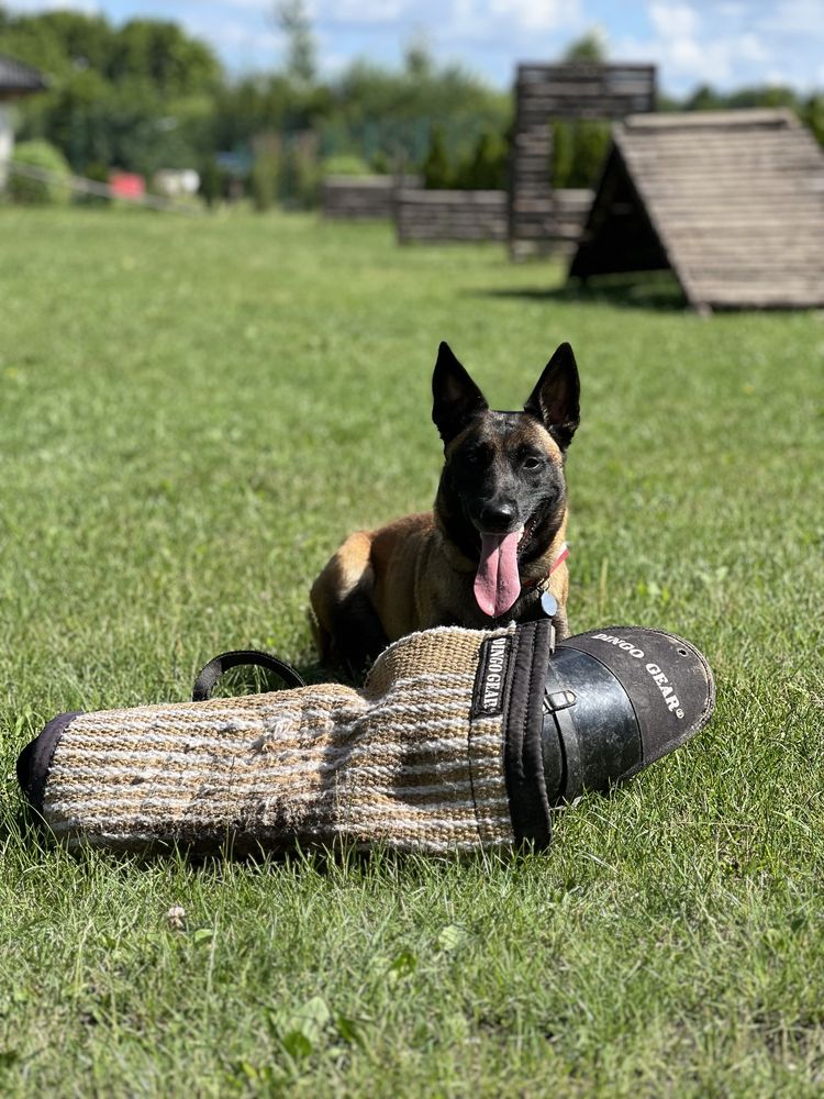 Owczarek belgijski malinois FCI zapowiedz miotu
