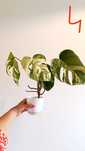 Monstera Variegata