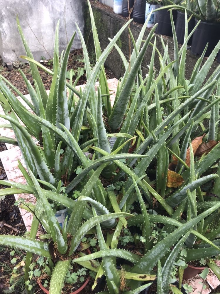 Cato Aloe Vera