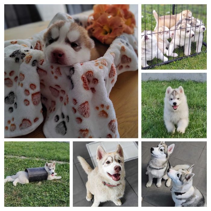 Plany hodowlane 2026r szczenięta siberian husky ZKwP/FCI