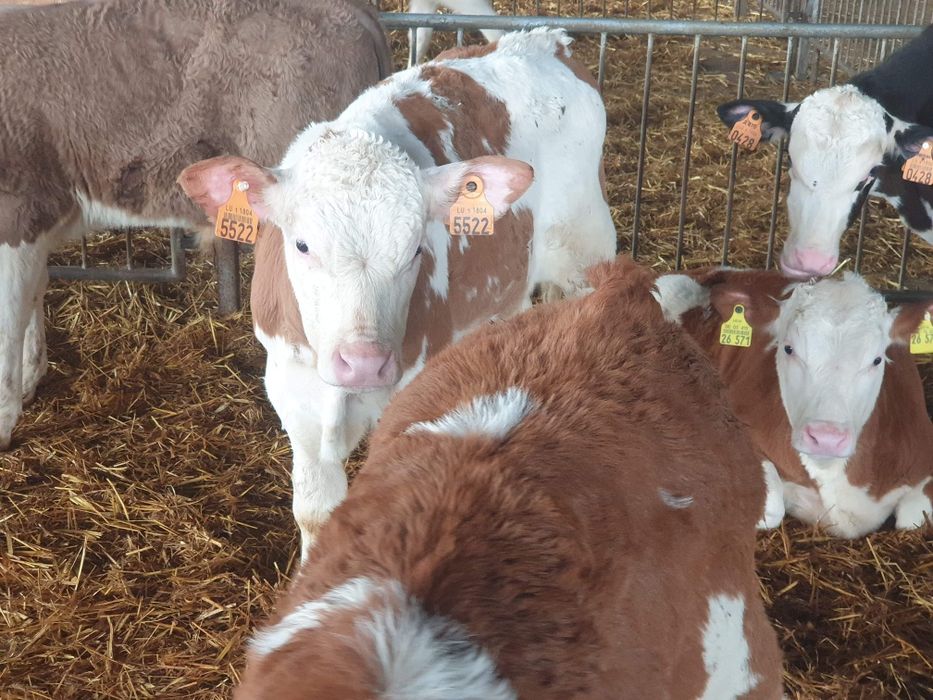 Nowa dostawa zarłaków