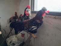 Koguty marans, green shell, zielononóżki, czubatki staropolskiej,silki