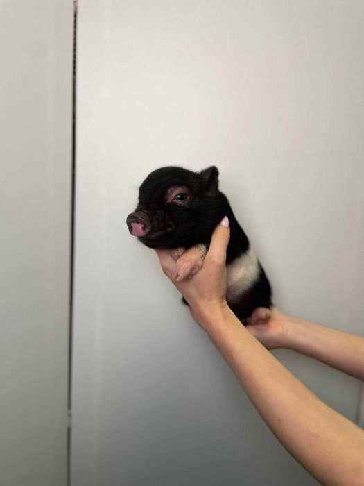 чарівні міні піг для дому, карликова свинка чорна, сіра