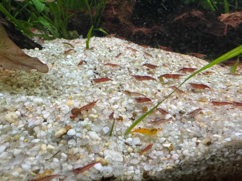 Krewetka neocaridina davidi red cherry 1-2cm ekipa sprzątająca glony