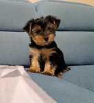 York   Yorkshire   terrier  piesek