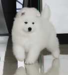 Samojed samoyed szczenię
