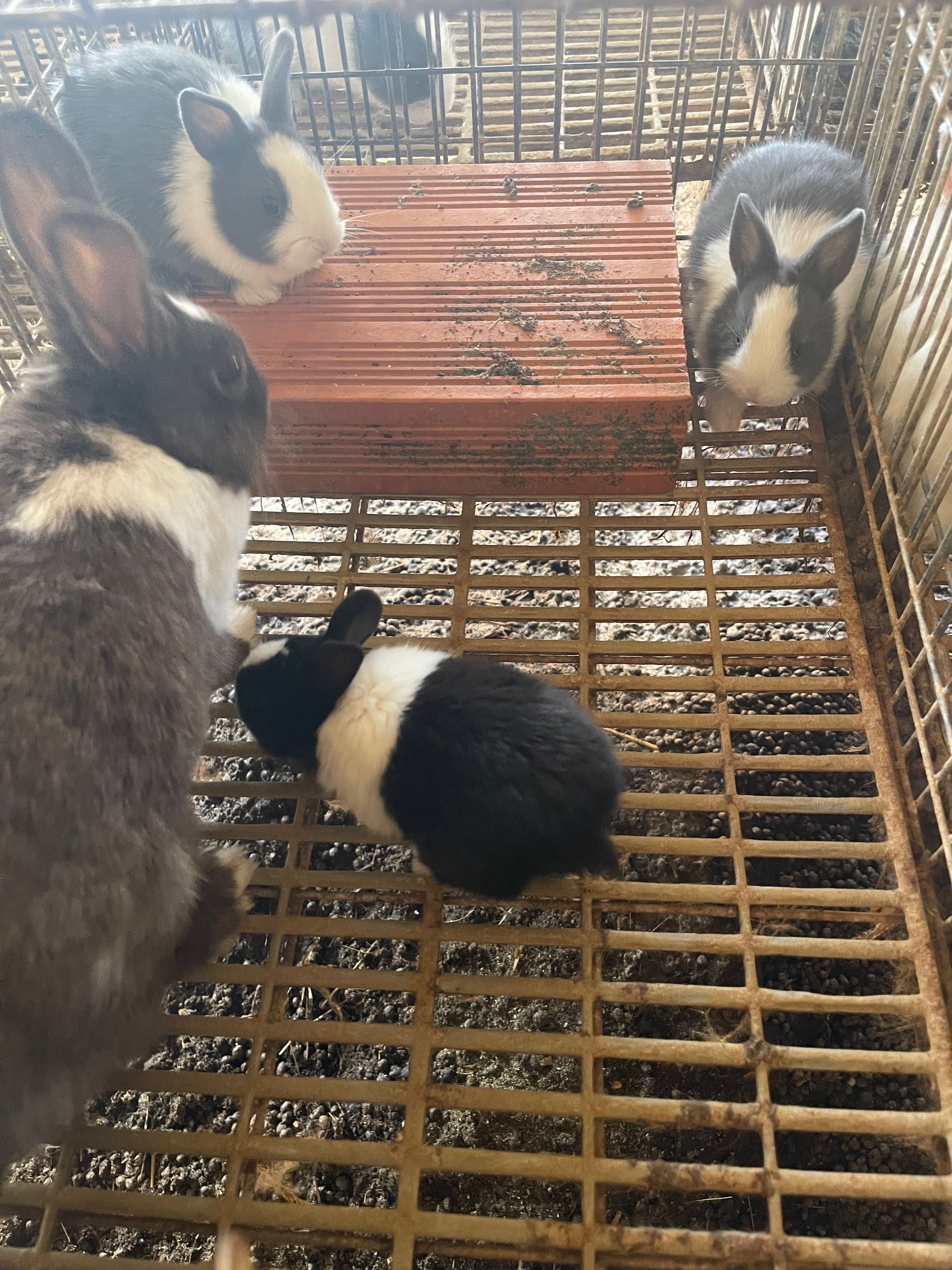 Coelhos anões  bebés pelo curto e pelo cumprido