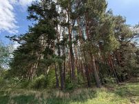 Продаж ділянки що межує із Сосновим лісом