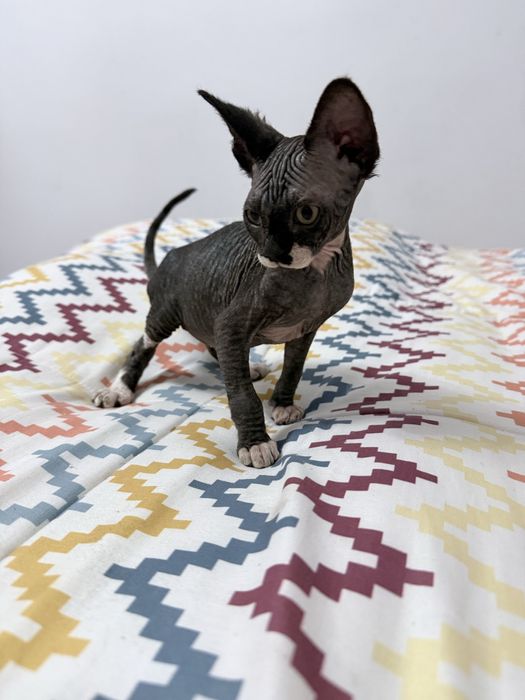 Sphynx macho pronto para emtrega