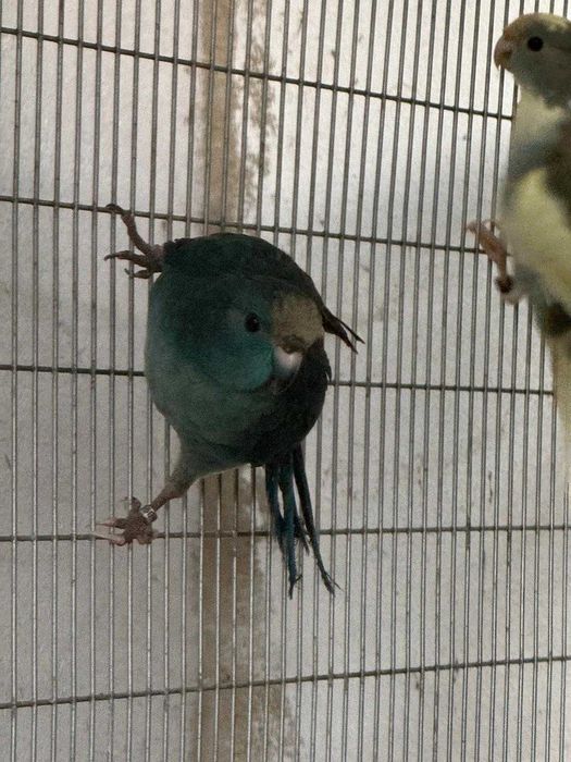 KAKARIKIS DE QUALIDADE SUPER