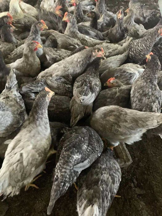 Кури Несучки Сенді Ломан Браун Леггорн Домінант Нікополь!