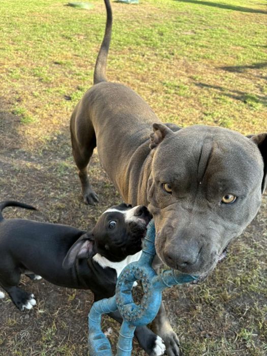 Szczenię Pitbull terrier