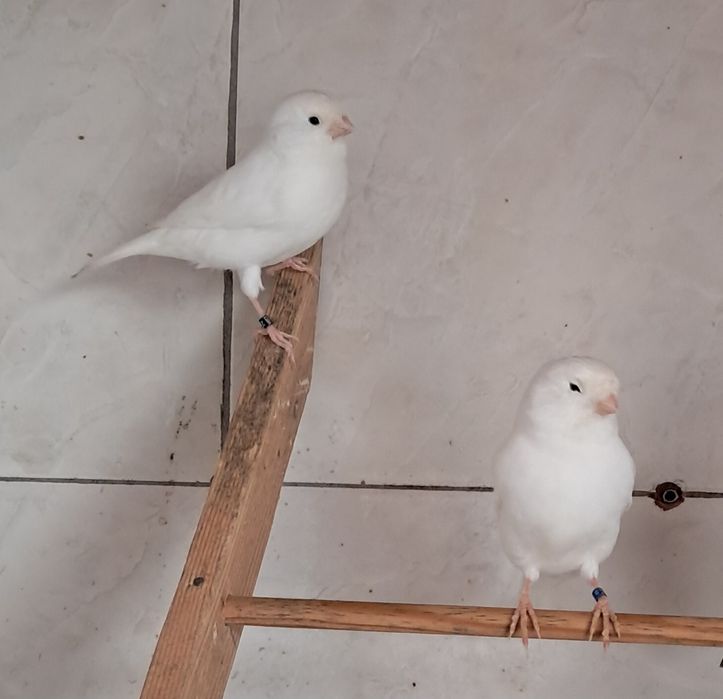 Canários disponíveis