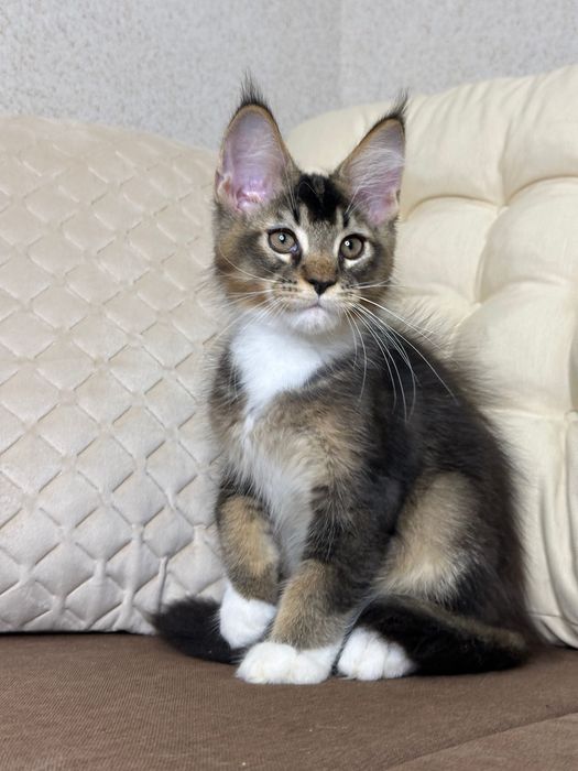 Las Vegas-kocurek Maine Coon