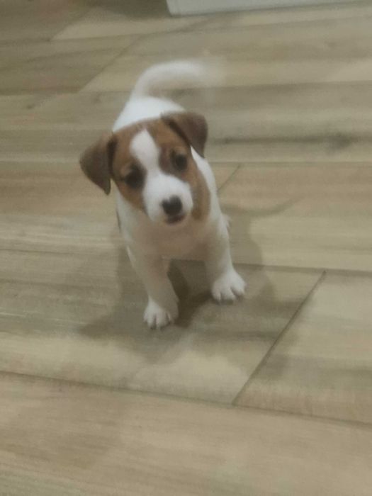 Jack Russell Terrier piesek