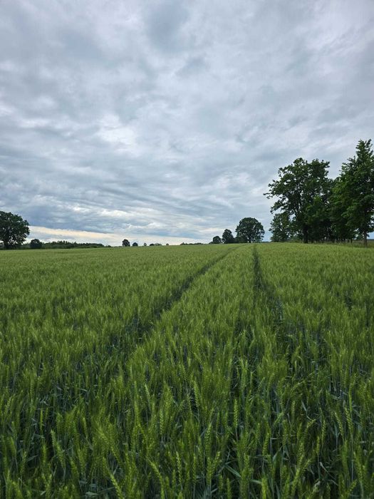 Pszenica Ozima Oścista Wyczyszczona